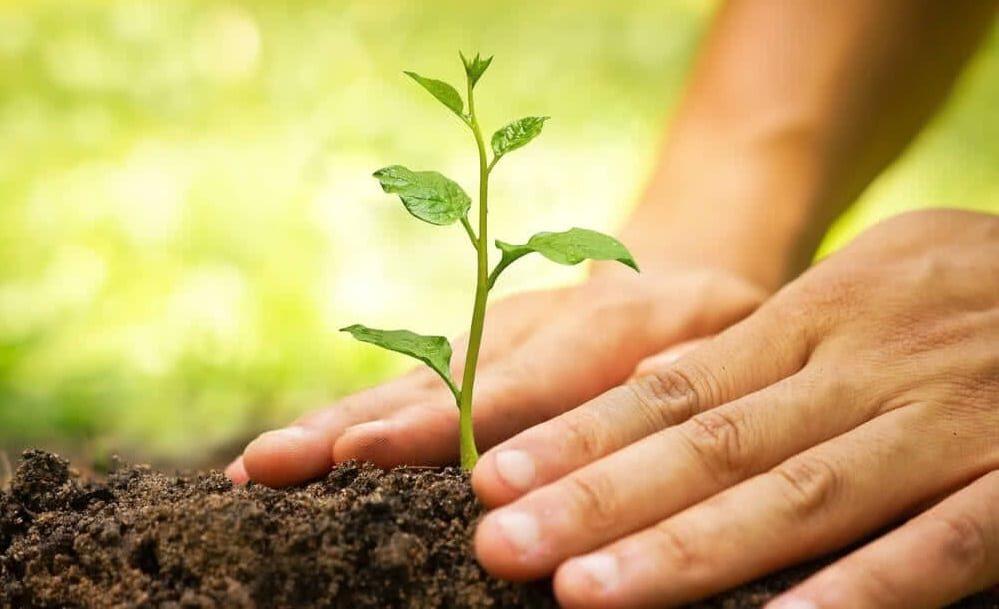 Entenda o que é a transição verde e sua importância para o Brasil