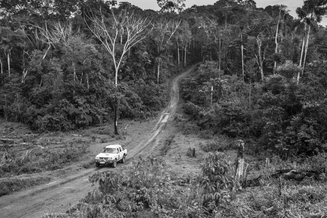 Cultura Seringueira em Risco: Resistência e Apagamento na Amazônia