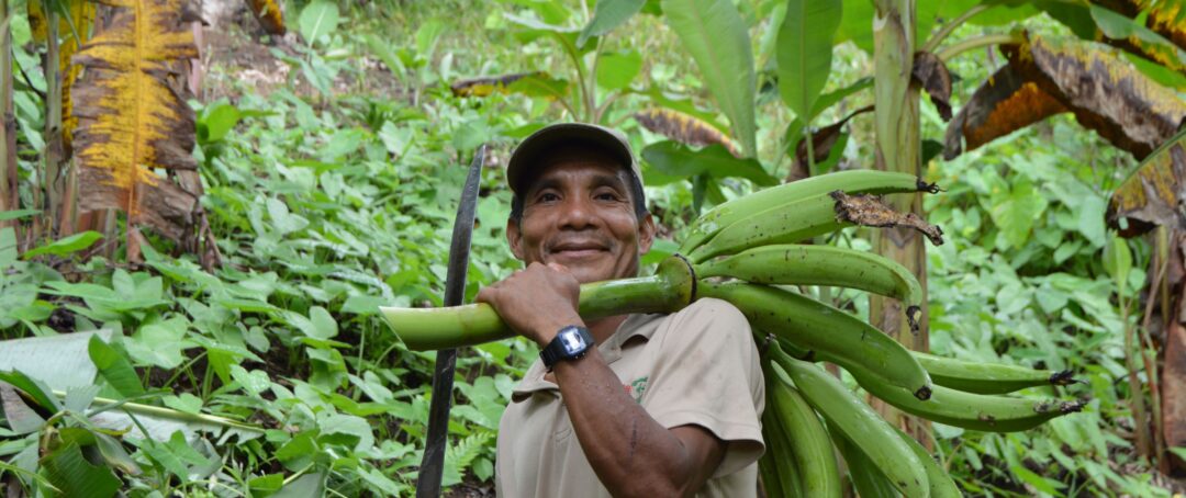 Conhecimentos Tradicionais na Amazônia Impulsionam Agricultura Regenerativa