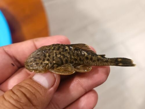 Equipe internacional estuda diversidade de peixes nas bacias dos rios Chamaya e Utcubamba