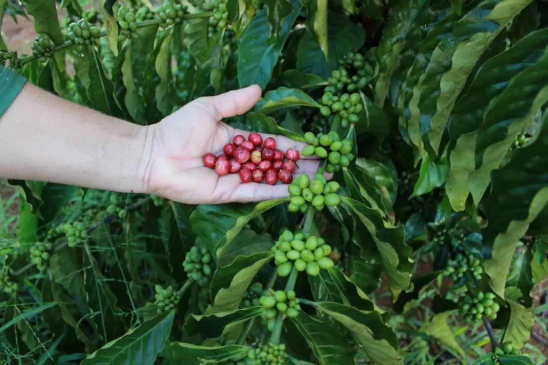 Exposição em Apuí celebra o café: da planta à xícara