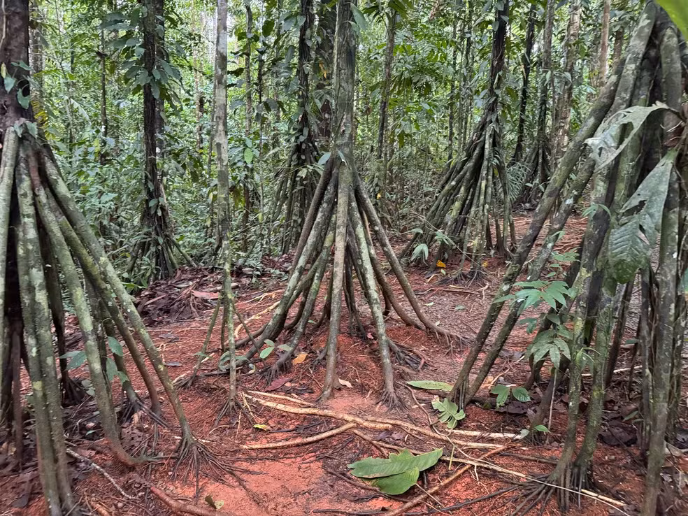 Dia Nacional da Árvore: 3 Espécies Amazônicas que Impressionam