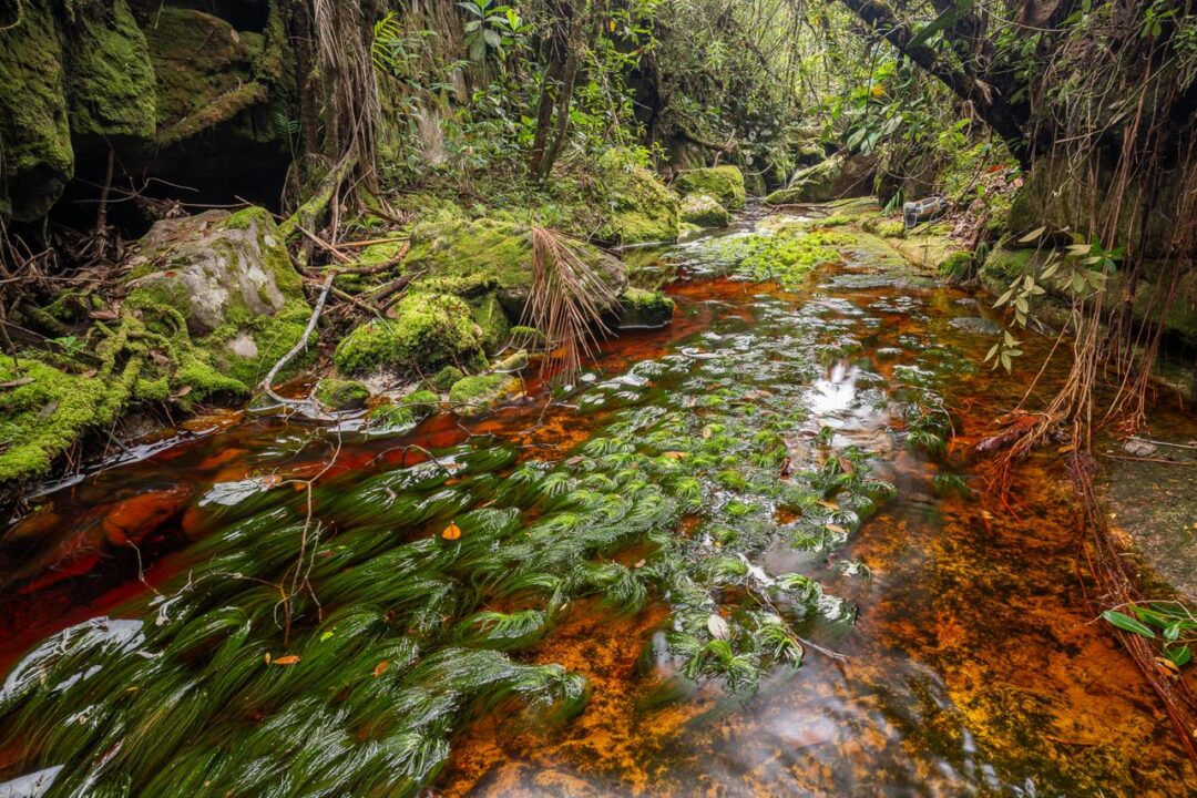 Expedição na Serra do Aracá encontra novas espécies na Amazônia