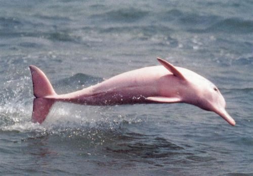 Curiosidades sobre o boto cor-de-rosa e sua importância na Amazônia
