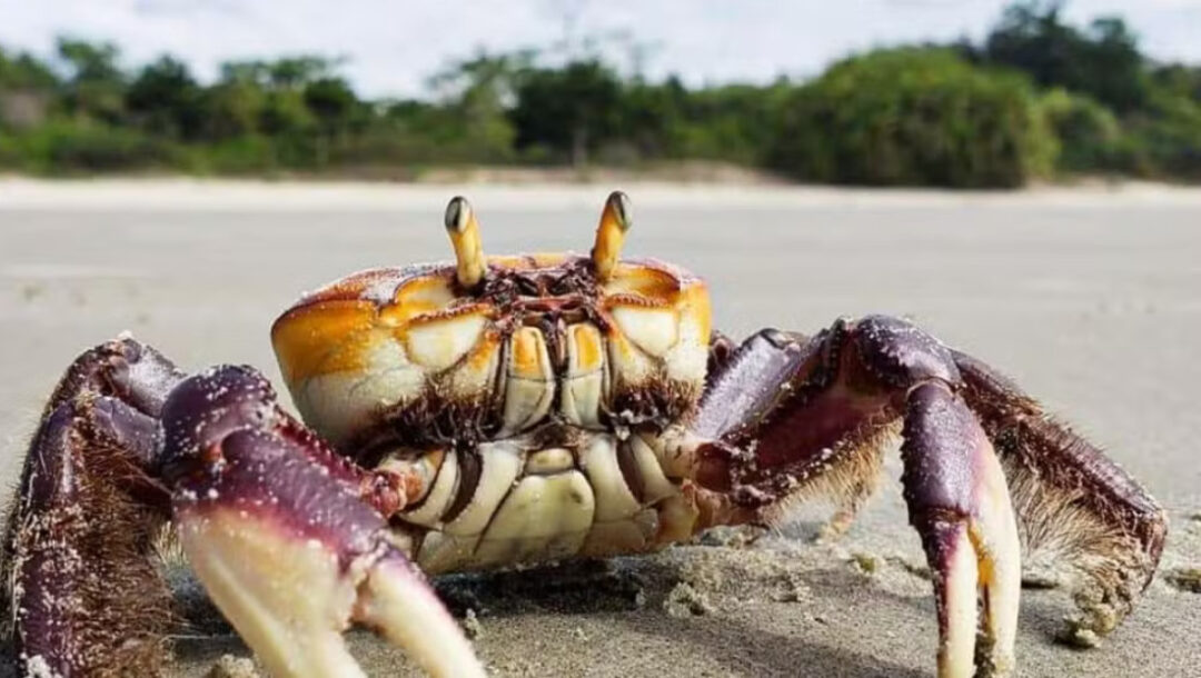 Estudo revela andada reprodutiva do caranguejo-uçá fora do defeso no Amapá