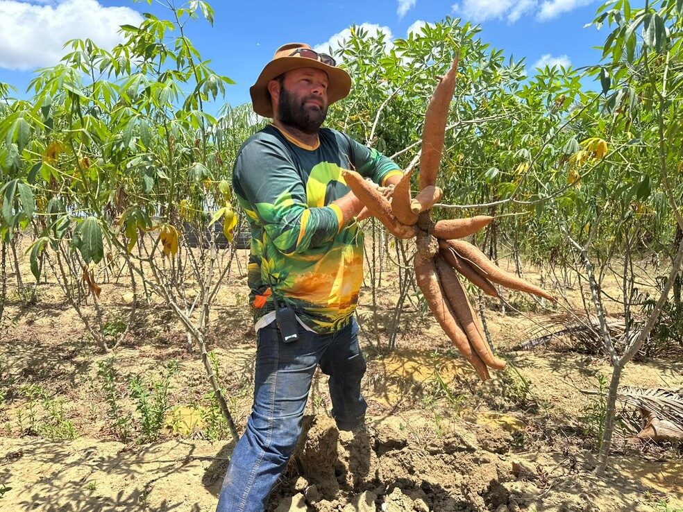 Pesquisa no Amapá desenvolve mandioca resistente à praga vassoura-de-bruxa
