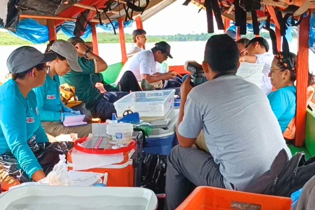 Pesquisadores peruanos registram raro peixe amazônico leucístico