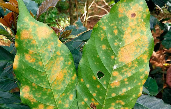Cientistas da Amazônia descobrem fungos promissores para controlar ferrugem do café