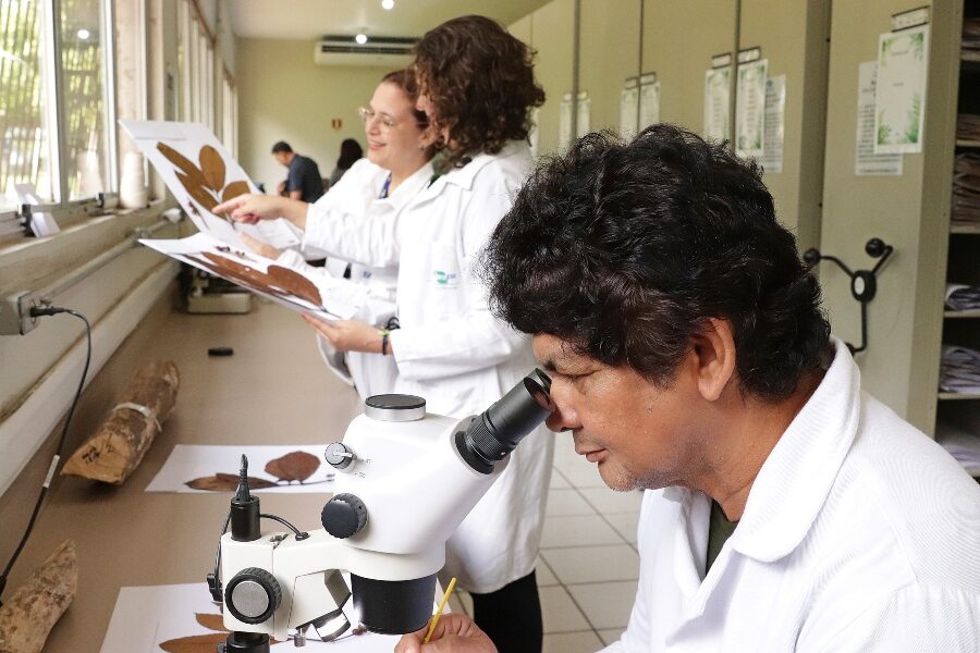 Descoberta de espécie rara de café no Pará encanta pesquisadores e agricultores