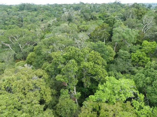 Mudanças Climáticas Atingem Áreas Conservadas da Amazônia, Revela Estudo
