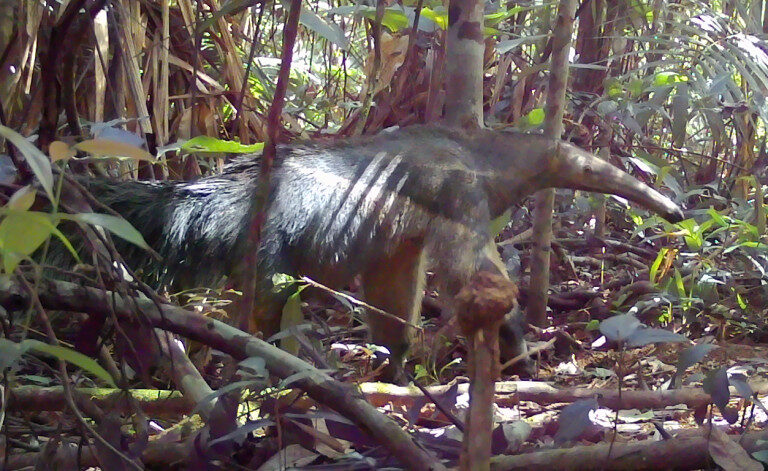 Câmeras revelam biodiversidade na reserva do Sesc Roraima