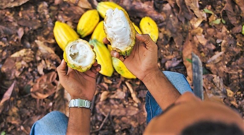 Seis produtores de Rondônia chegam à final do Concurso Nacional de Cacau