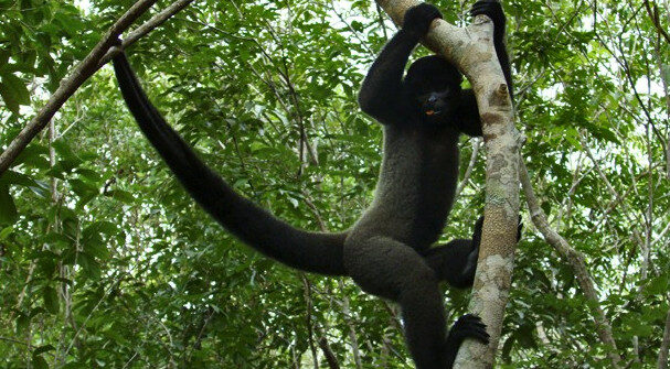 Votação on-line escolhe nome de filhote de macaco-barrigudo no Acre