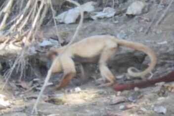 Primeiro registro de macaco bugio-ruivo com leucismo no Parque Nacional Manu