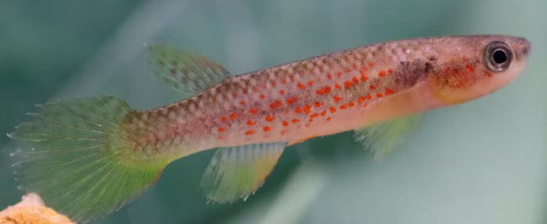Peixe das nuvens é ameaçado de extinção no Amapá; entenda o caso