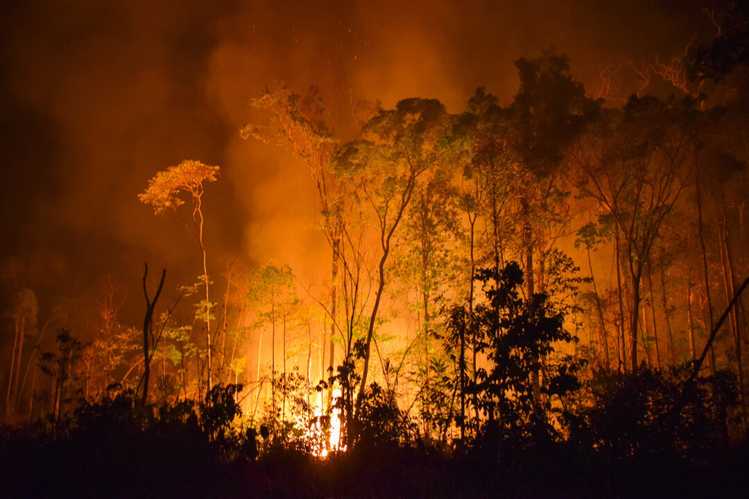 Amazônia se torna fonte de carbono devido a ações humanas, revela estudo