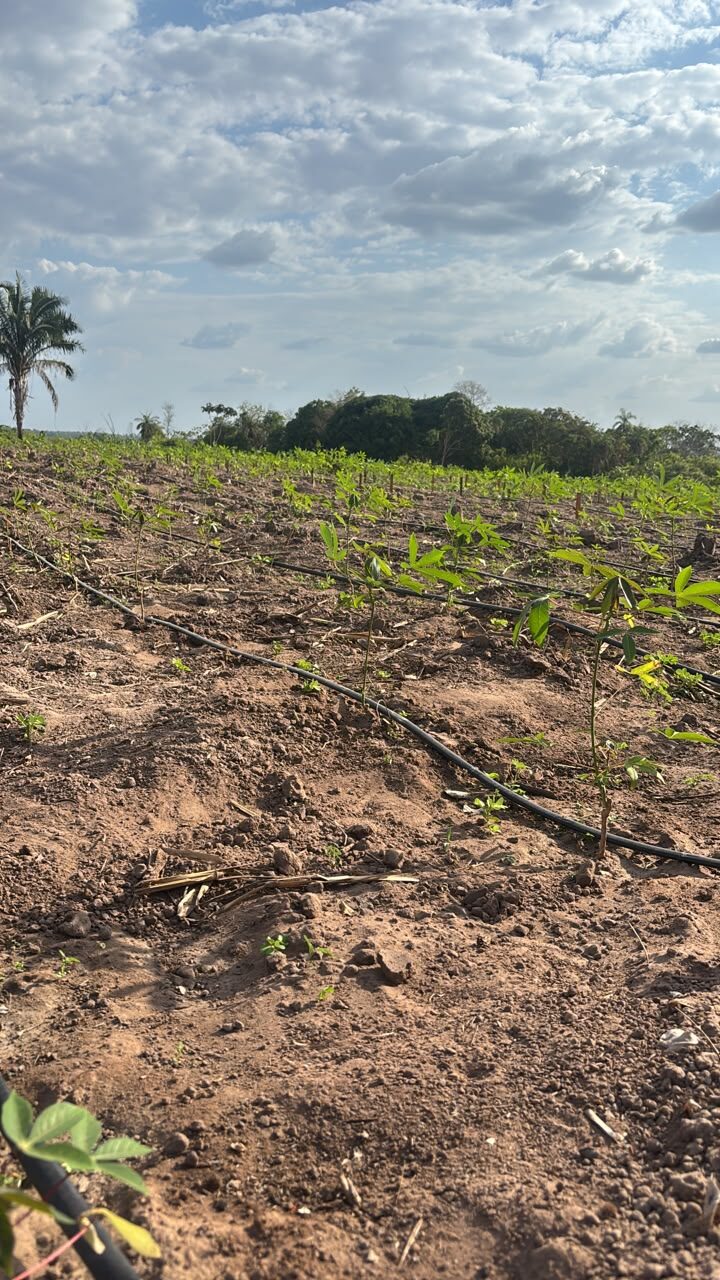 Embrapa lança Unidades de Referência Tecnológica para mandioca no Maranhão
