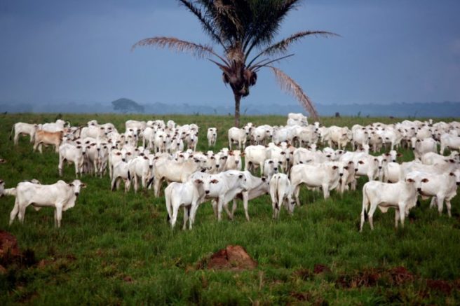 Rebanho bovino no Brasil diminui, mas produção do agronegócio bate recorde