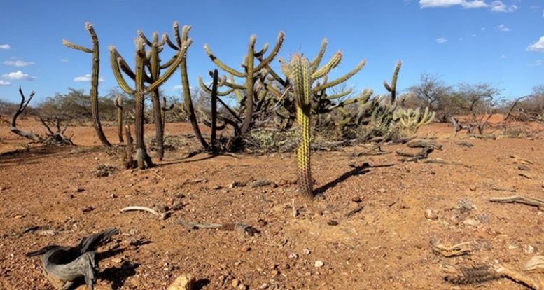 COP17 ignora impactos sociais da desertificação e gera preocupação