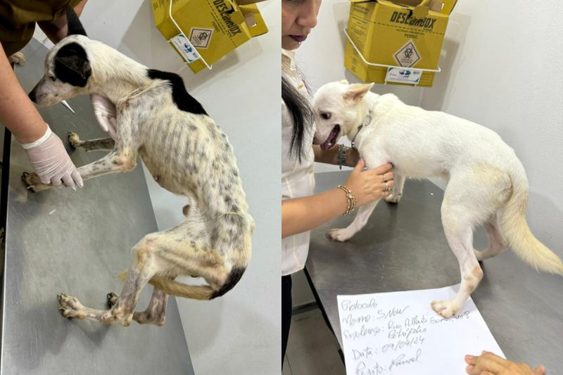 Projeto de Lei em Manaus Visa Ressarcir Custos com Animais Atingidos por Maus-Tratos