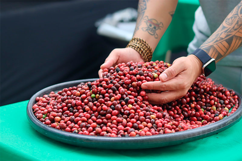 Eneva impulsiona renda de cafeicultores em Silves com projeto sustentável