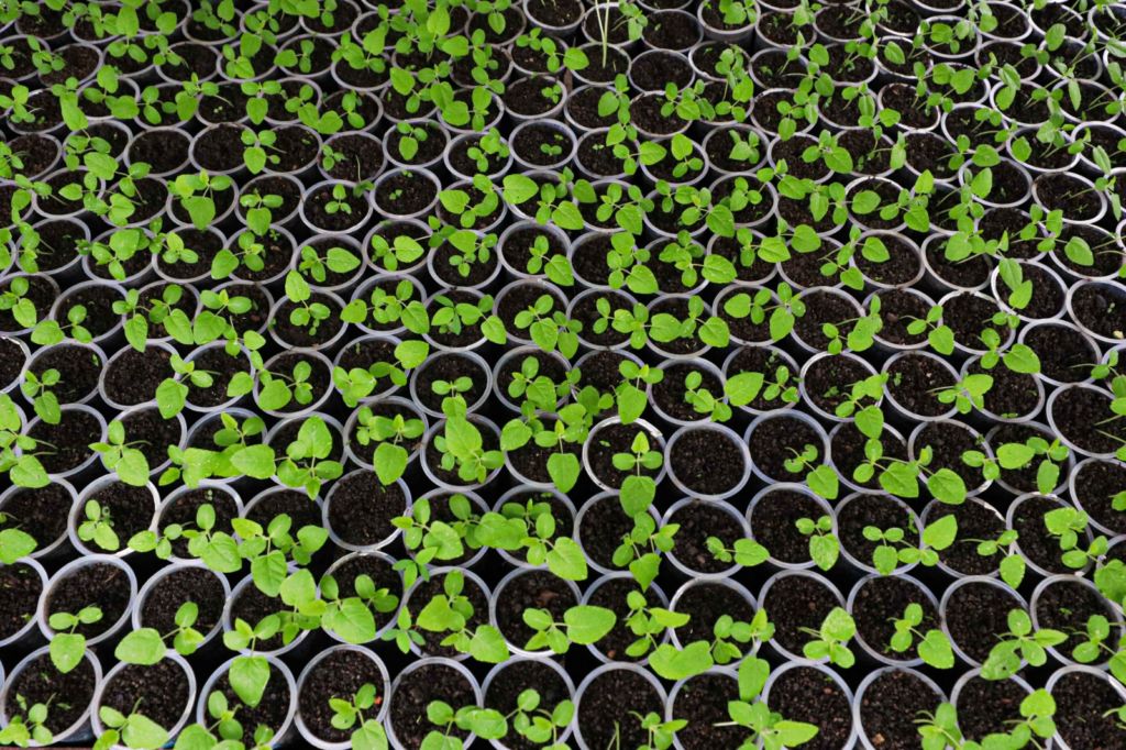 Palestra em Manaus aborda química e biodiversidade nos sistemas agroflorestais