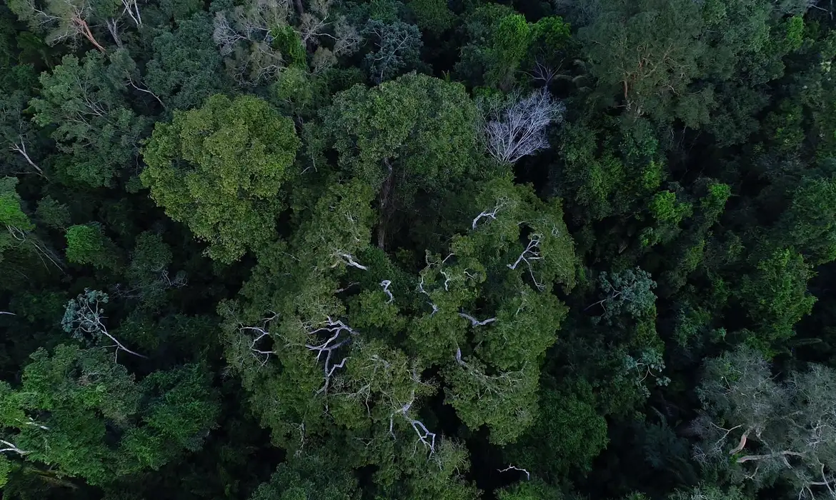 Desmatamento na Amazônia apresenta redução de 36,87% em um ano