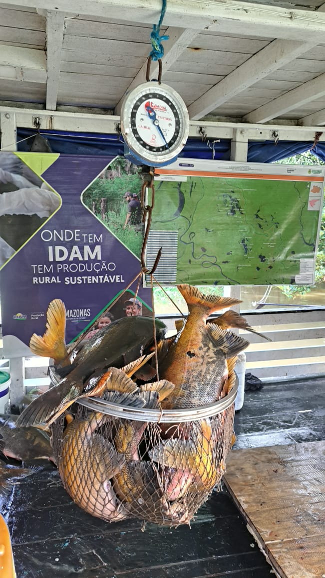 Pescadores de Tefé Iniciam Captura do Tambaqui Após Período de Defeso