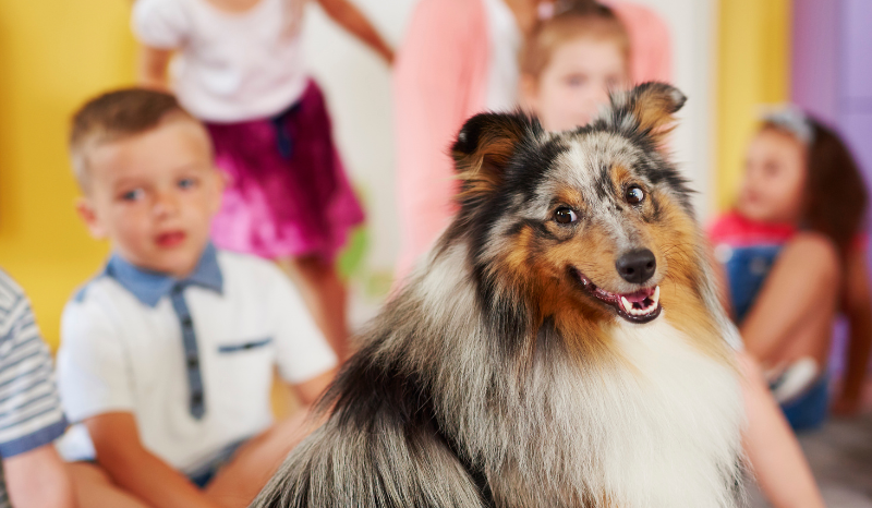 Câmara aprova projeto que inclui educação sobre proteção animal nas escolas