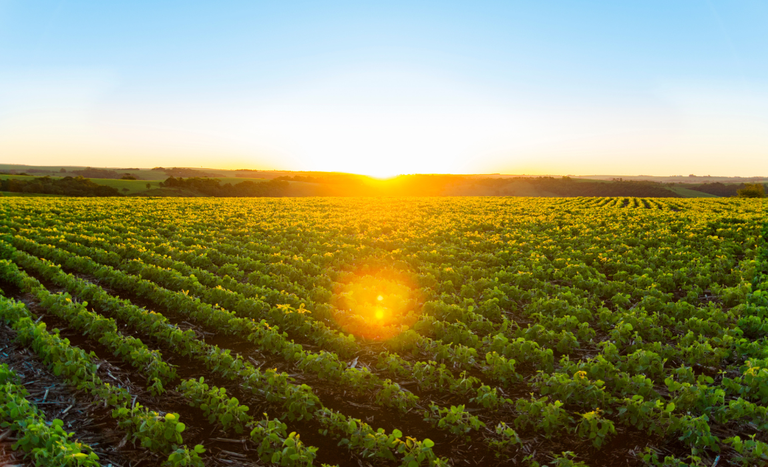 Produção Agropecuária no Brasil alcança R$ 1,4 trilhão em maio