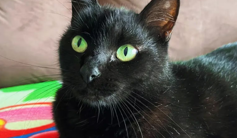 Milu: o gato que se tornou a revelação da Copa do Mundo 2022