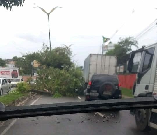 Árvore cai na Avenida Rodrigo Otávio e congestiona trânsito em Manaus