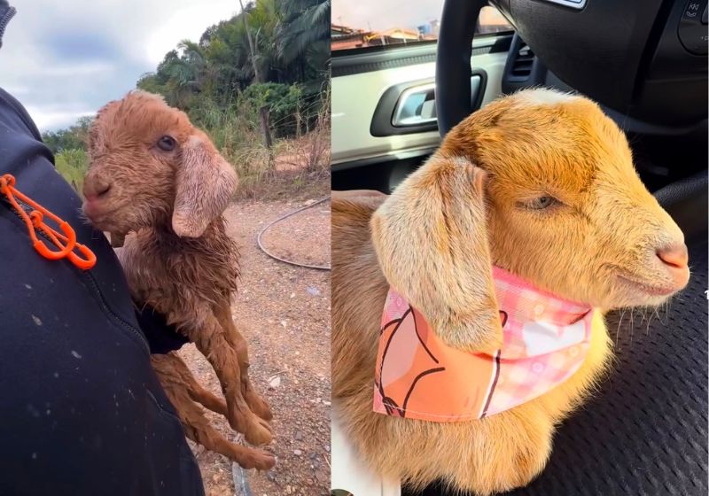 Ciclista resgata filhote de cabra durante trilha em Santa Catarina