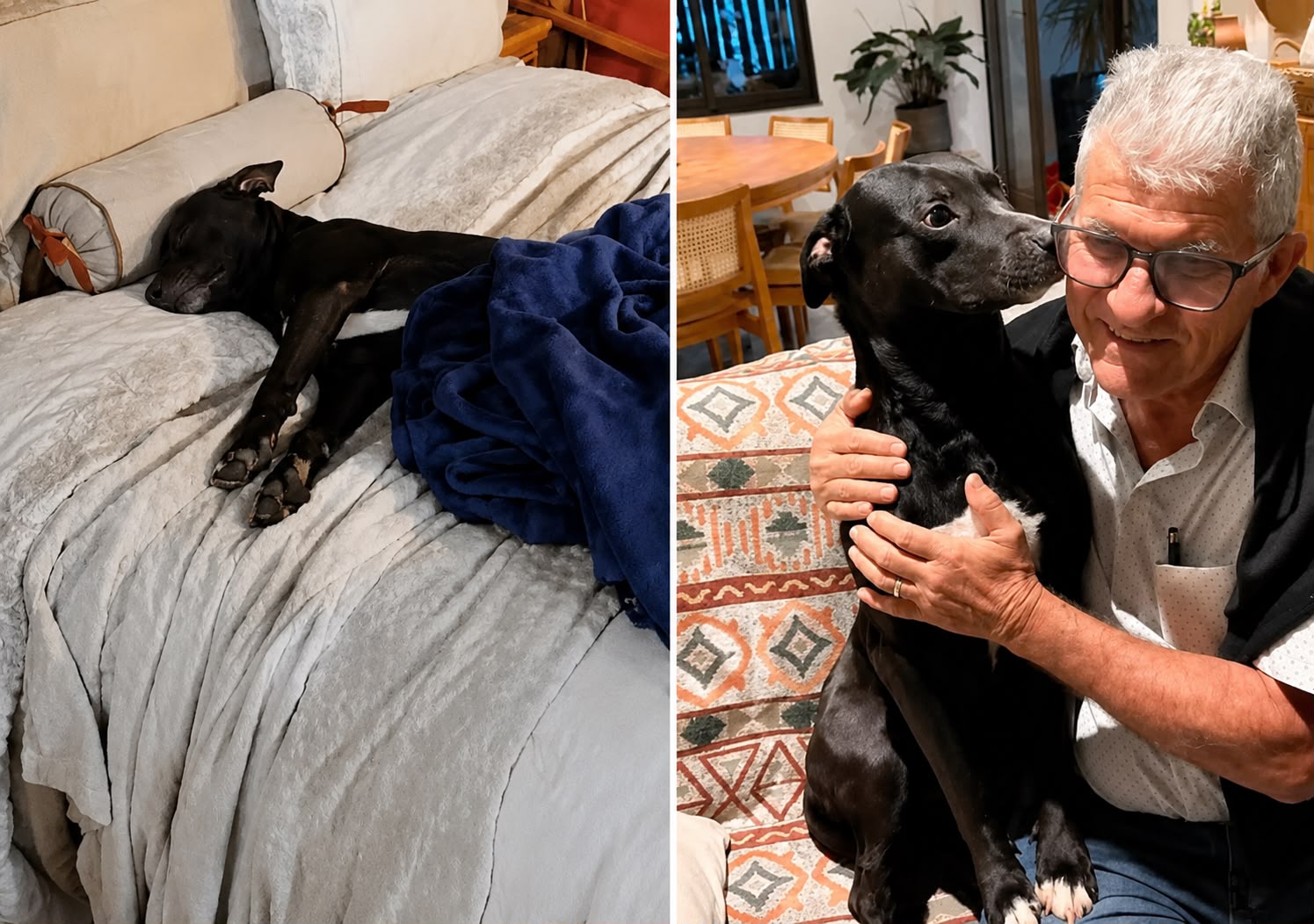 Cachorro é adotado após dormir em cama exposta na Feira do Bordado de Ibitinga