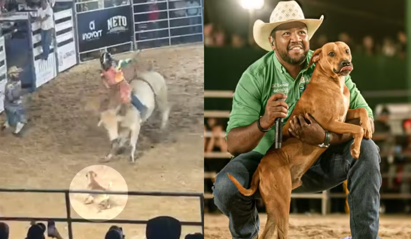 Cachorro caramelo invade rodeio e vira sensação na Festa do Peão de Rialma