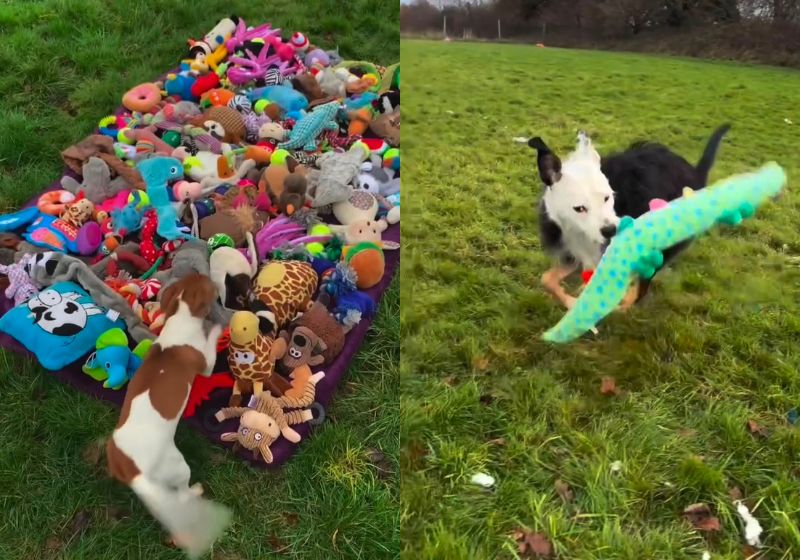 Cães em abrigo na Inglaterra escolhem pelúcias e emocionam internautas