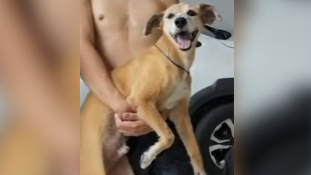 Família busca ajuda para encontrar cachorro idoso desaparecido em Manaus