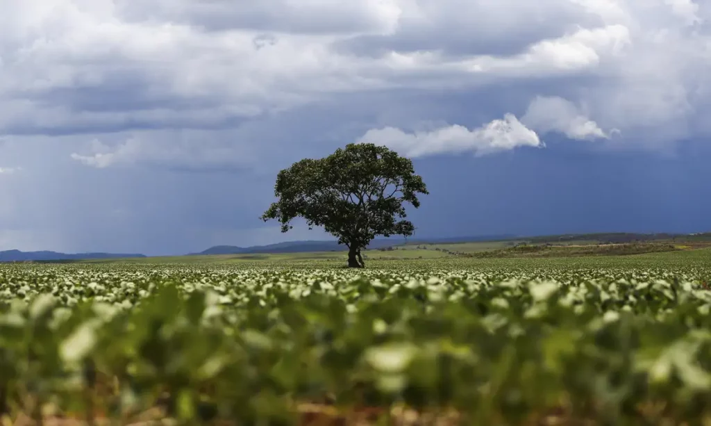 Crédito Rural Destina R$ 92,4 Bilhões a Áreas com Alertas Ambientais