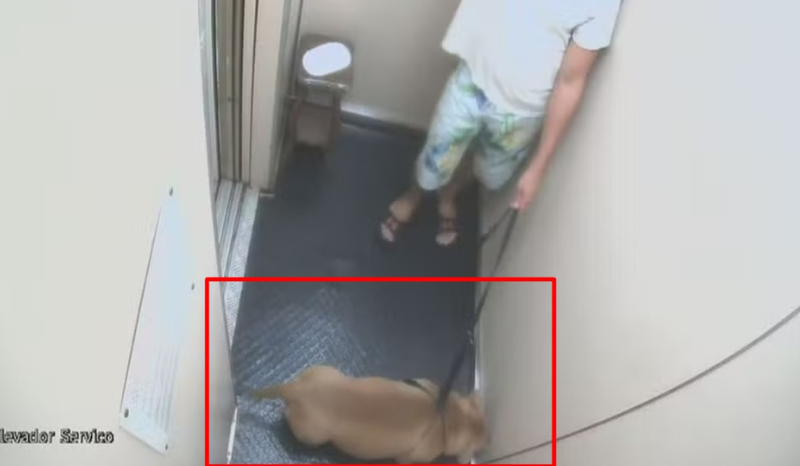 Homem é indiciado por morte de pitbull na Praia de Copacabana