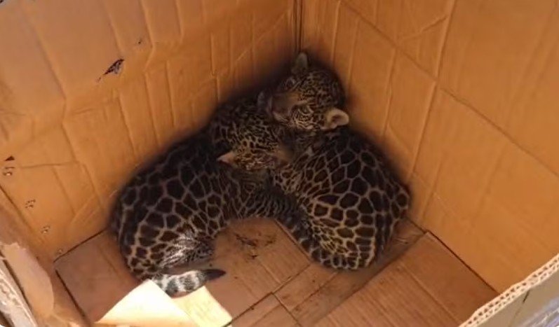 Filhotes de onça são resgatados em Codajás, interior do Amazonas