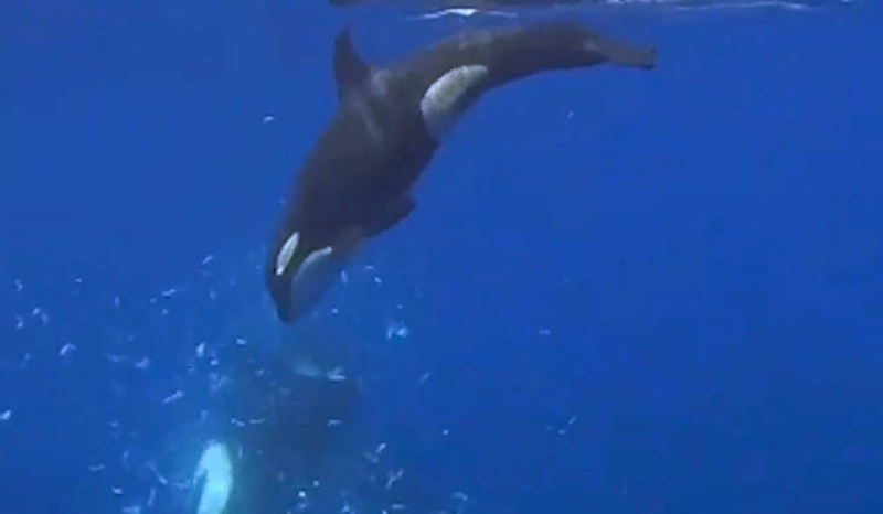 Orcas revelam técnica de caça inovadora em estudo inédito nos EUA