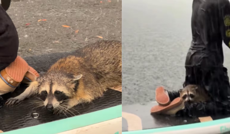 Dupla de jovens resgata animal durante enchente e se surpreende