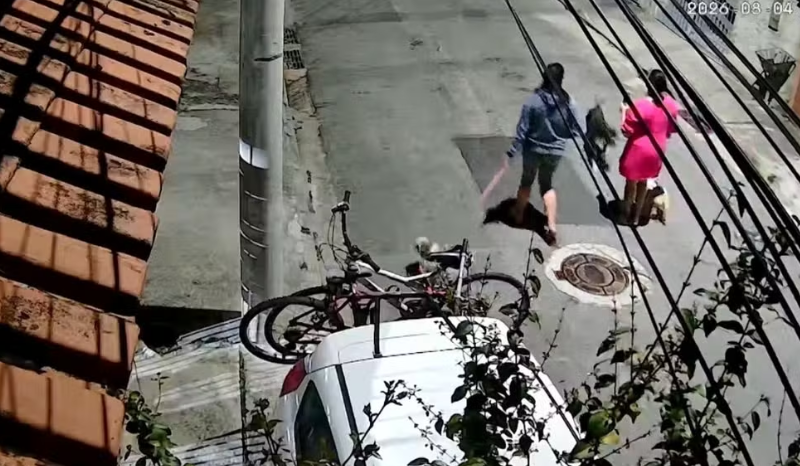 Cão de grande porte ataca filhote de golden e deixa menina ferida em SP