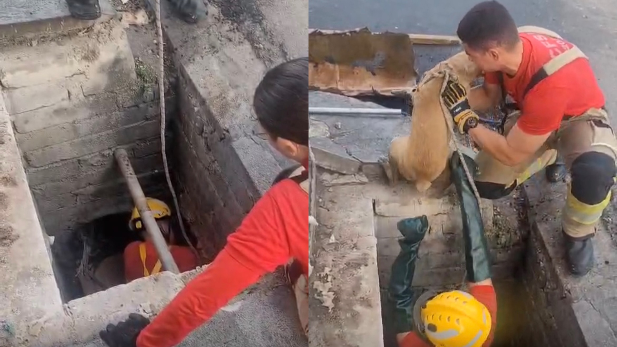 Cachorro é resgatado após quase três dias preso em bueiro em Manaus
