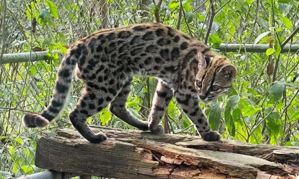 Cientistas brasileiros identificam nova espécie de felino na Bolívia