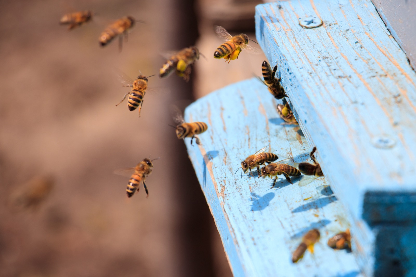 Brasil registra 24.137 acidentes com abelhas e 75 mortes até agosto de 2026