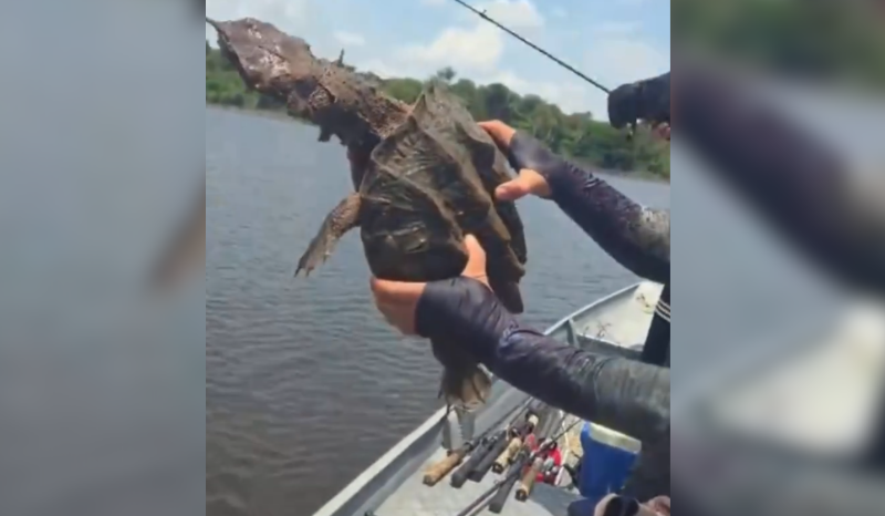 Pescador acidentalmente captura tartaruga mata-matá no Amazonas; veja!