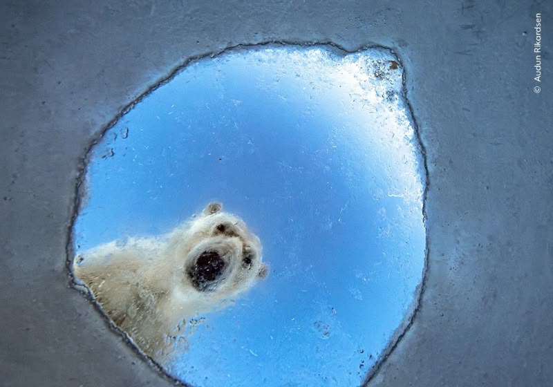 Concurso de Fotografia da Vida Selvagem 2026 revela imagens impactantes