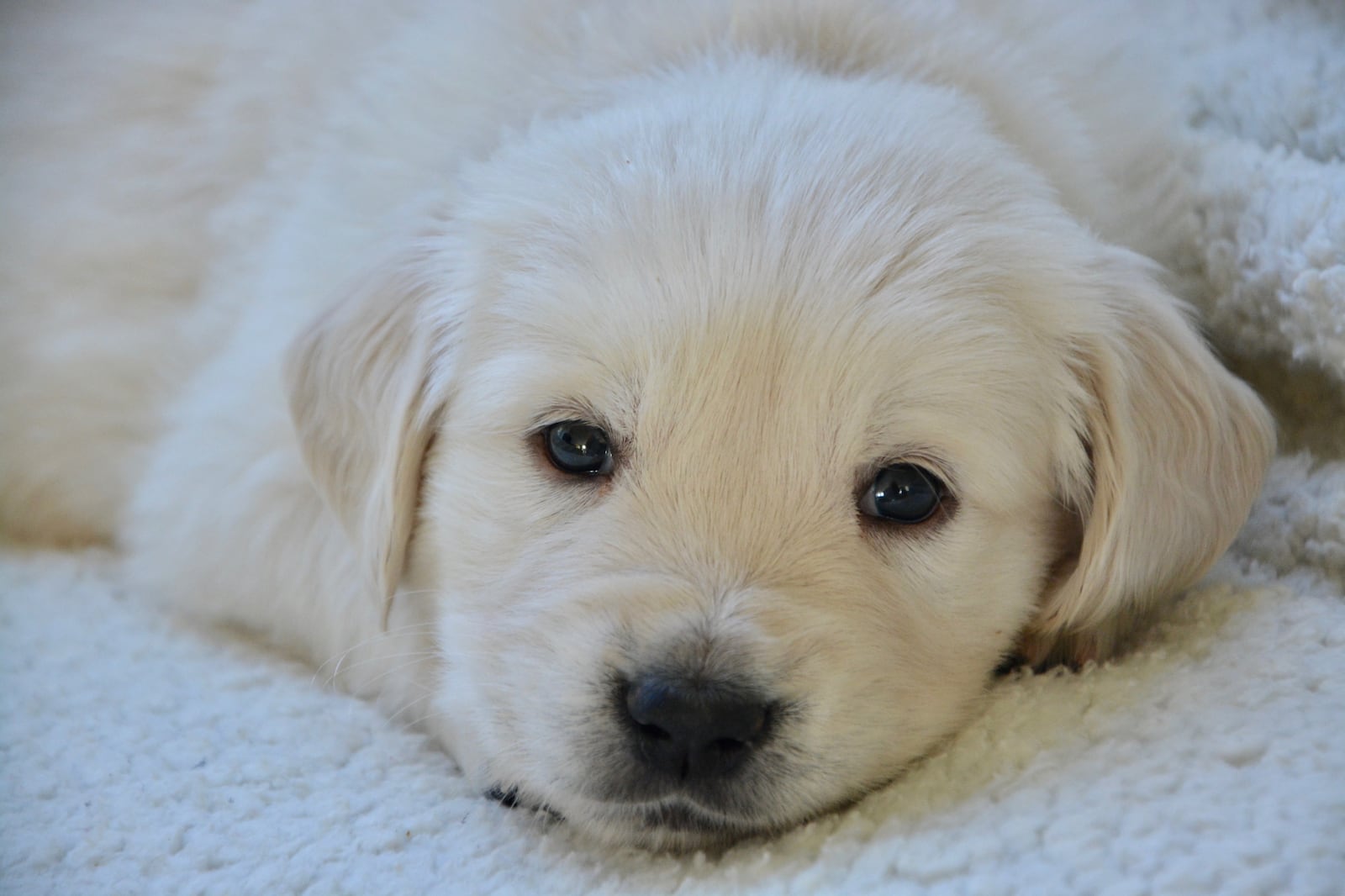Mulher solicita licença-maternidade após adotar filhote de cachorro na Austrália