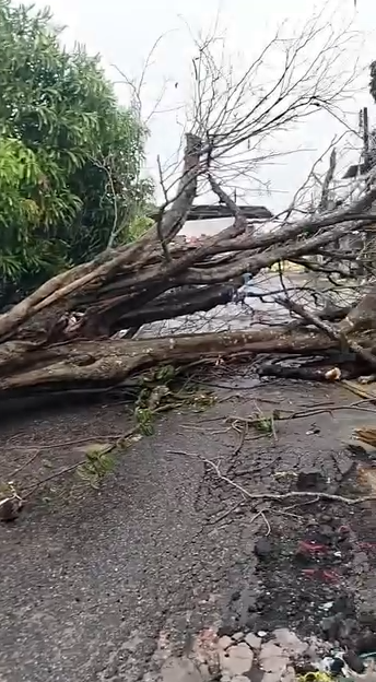 Chuva intensa em Manaus provoca quedas de árvores e destelhamentos